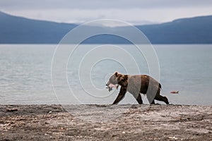 Bear teen caught salmon fish