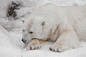 Bear thought, head and feet large.Powerful polar bear lies in the snow, close-up