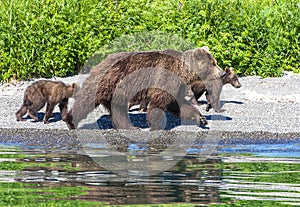 The bear with three cubs on the lake with reflection