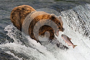 Bear about to catch salmon in mouth