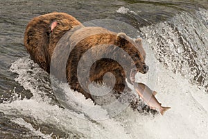 Bear about to catch salmon in mouth