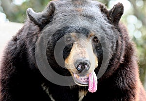Bear Tongue