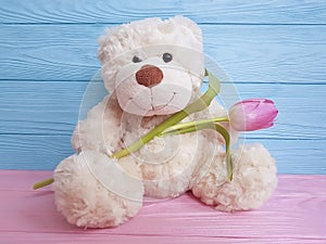 Bear toy flower tulip present wooden background decoration