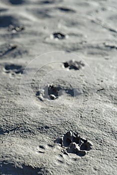 Bear tracks