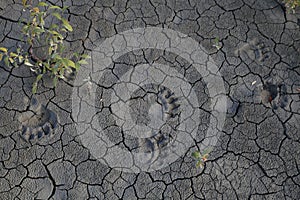 Bear Tracks  Kennicott Glacier Alaska USA