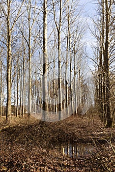 Bare Trees In Dutch Forest Area