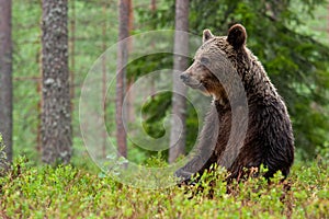 Bear untouched nature of finland scandinavia europe