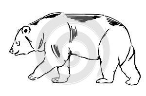 Bear vector drawing ~