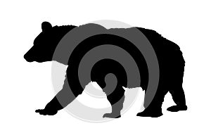 Bear vector illustration black silhouette