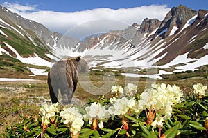 Un oso en volcán 