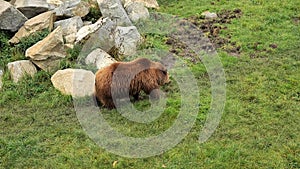 bear walk on green grass by the pond.Big bear in nature. Predatory animals.