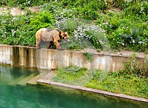 A Bear is walking along edge of pool in Bern Bear Pit Barengraben in Bern Bear Park, Berne, Switzerland, Europe.