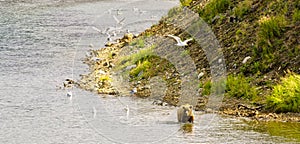 Bear walking in a river in the Katmai peninsula photo