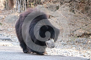 Bear walking on road