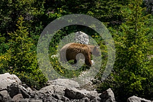 Bear walking in wilderness at Glacier National Park