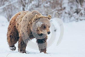 Bear walking in winter landscape. Hibernation time for bears.