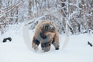 Bear walking in winter landscape. Hibernation time for bears.