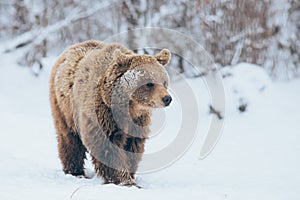 Bear walking in winter landscape. Hibernation time for bears.