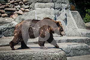 Bear walking in zoo. Mammals wild life