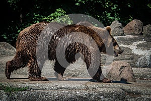 Bear walking in zoo. Mammals wild life