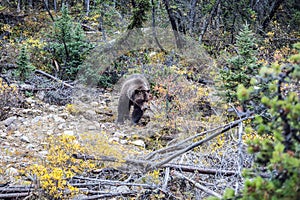 The bear walks in search of food