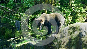 A bear walks and sniffs the river bank.