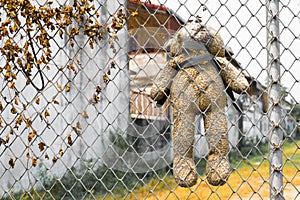 Bear was hanged on metal fence