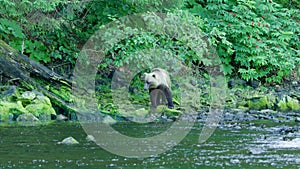 A bear was walking along the bank to see if there were any fish in the river.