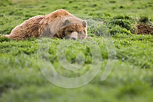 Bear watching from grass