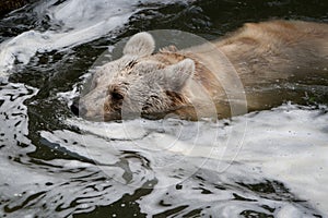 Bear in water