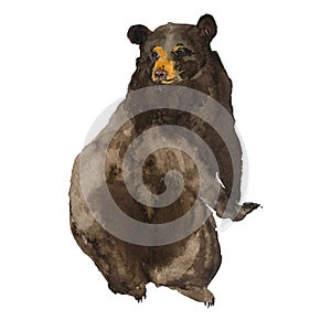 Bear watercolor drawing hand drawn illustration isolated on white background. Sitting brown bear, wild forest animals.