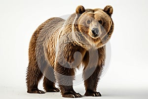 bear on white background