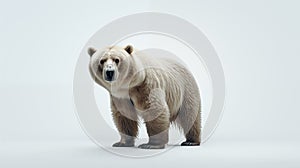 bear on white background illutration by generative ai