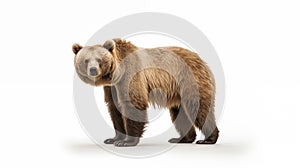 bear on white background illutration by generative ai