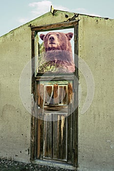 Bear window door seen in surreal composite. Brown bear looks inside or outside by locked door.