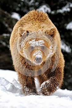 Bear in winter forest