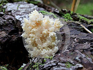 Bear's Head Mushroom - Hericium abietis photo