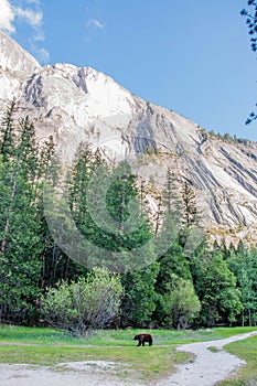 Bear in Yosemite National Park& x27;s Mirror lake