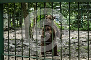 Bear at the zoo in Targu Mures