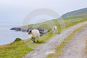 Beara peninsula, Ireland