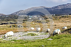 Beara Sheep in Eyeries Village
