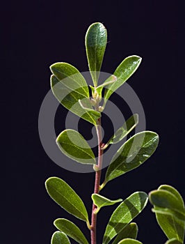 Bearberry  Arctostaphylos uva-ursi photo