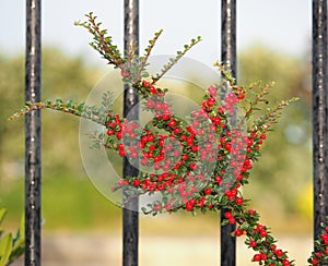 Bearberry Cotoneaster Or Cotoneaster Dammeri With Berries