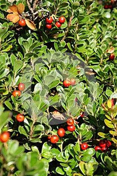 Bearberry or kinnikinnick or pinemat manzanita photo