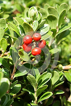 Bearberry or kinnikinnick or pinemat manzanita photo