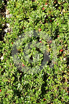 Bearberry or kinnikinnick or pinemat manzanita photo