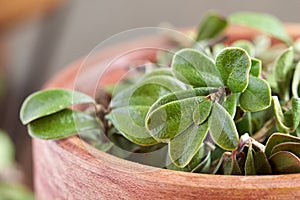 Bearberry leaves Arctostaphylos uva-ursi photo