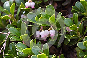 Bearberry Plant and Flowers photo