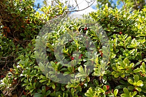 Bearberry Plant with Fruits Red