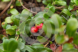 Bearberry Plant with Fruits Red photo